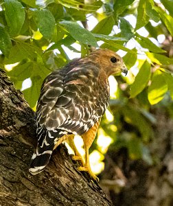 Red-shouldered Hawk