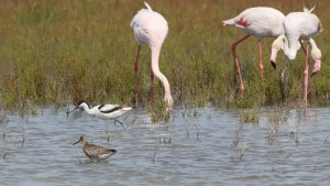little waders and big flamingos