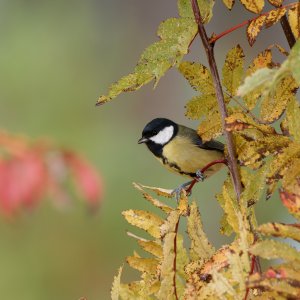 Great tit