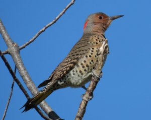 Norther flicker