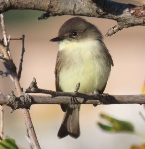 Eastern phoebe