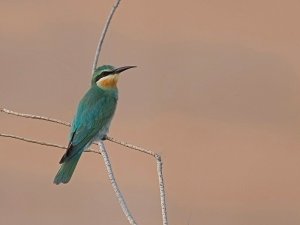 Blue cheeked bee-eater