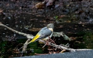 Grey Wagtail