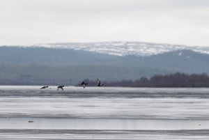 Tufted ducks in flight