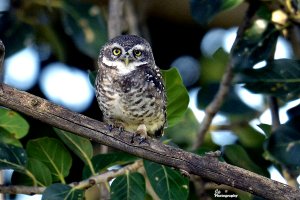 Owlet