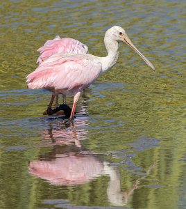 Roseate Spoonbills (2nd yr birds)