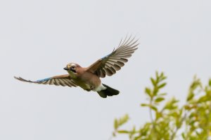 Eurasian Jay