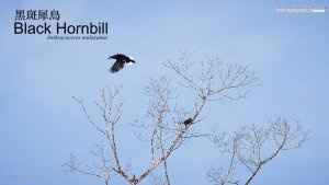 Black Hornbill - Female, Borneo