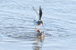 Redshank