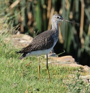 Watchful Wader