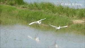 Lakescape-802 : Little Egrets : squabbling & calling : Amazing Wildlife of India by Renu Tewari & Alok Tewari