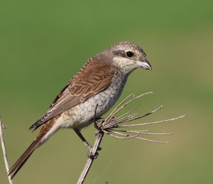 Red-backed Shrike .JPG