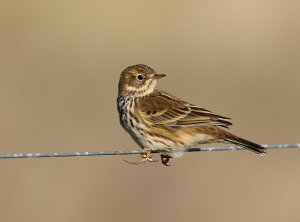 Meadow Pipit .JPG