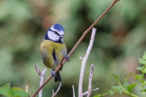 Blue Tit