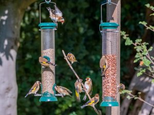 Goldfinch Central