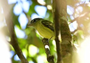 Yellow-olive Flycatcher