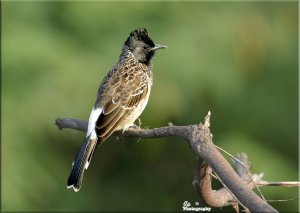 Bulbul