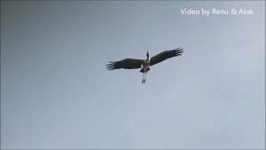 Painted Stork : Giving guttural calls in flight : Wild India by Renu Tewari and Alok Tewari