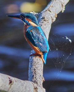 Kingfisher at High Batts