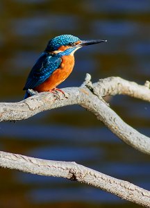 Kingfisher at High Batts