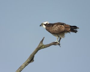 Osprey