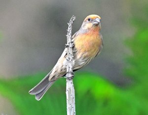 A Proud House Finch