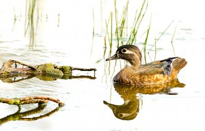 Wood Duck (female)