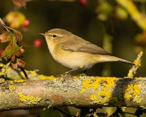 Common Chiffchaff