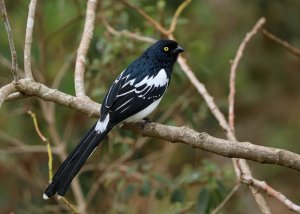 Magpie Tanager