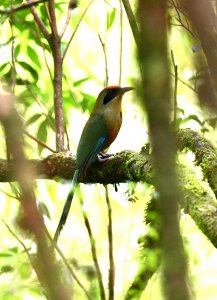 Rufous-capped Motmot