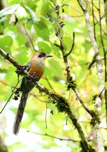 Rufous-capped Motmot