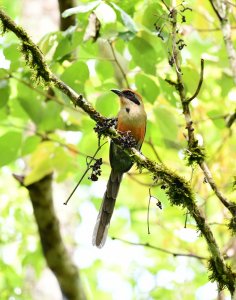 Rufous-capped Motmot