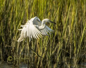 Snowy Egret