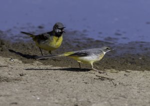 Grey Wagtail - Now who's nagging