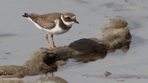 common ringed plover