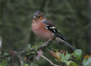 Chaffinch at ISO1600