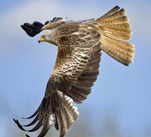 Kite Flying