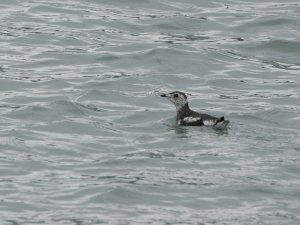 Kittlitz's Murrelet