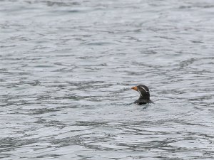 Rhinoceros Auklet