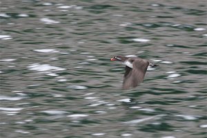 Parakeet Auklet