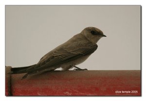 Pale Crag Martin