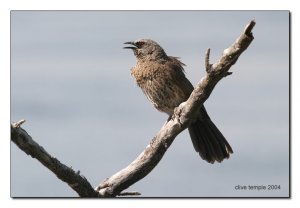 Hartlaubs Babbler