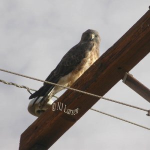 Swainsons Hawk