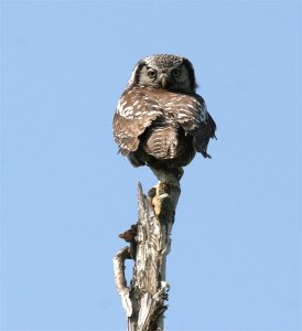 Northern Hawk-Owl