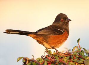 Spotted Towhee