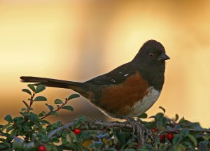 Spotted Towhee