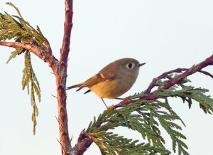 Ruby-crowned Kinglet