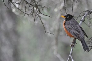 American Robin