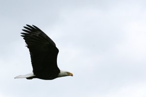 Bald Eagle