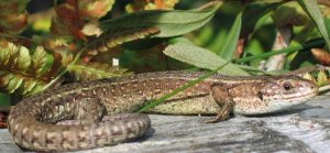 Common Lizard